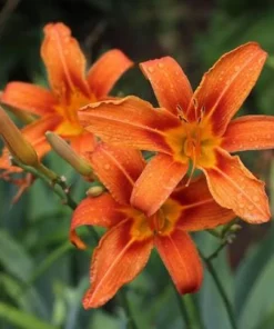 10 Orange Daylily Live Bare Root Plant - Bright Tiger Lily Perennial - Image 5