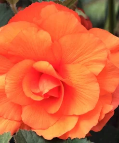 10 Orange Double Begonia Tuberosa Flower Seeds - Tuberous Shade Begonia - Image 3