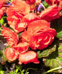 10 Orange Double Begonia Tuberosa Flower Seeds - Tuberous Shade Begonia - Image 4