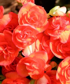 10 Orange Double Begonia Tuberosa Flower Seeds - Tuberous Shade Begonia - Image 5