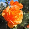 10 Orange Double Begonia Tuberosa Flower Seeds - Tuberous Shade Begonia - Image 1