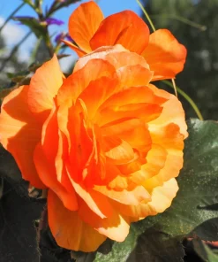 10 Orange Double Begonia Tuberosa Flower Seeds - Tuberous Shade Begonia - Image 1