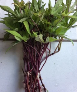 10 Orange Sweet Potato Slips - Organic Cuttings for Growing - Image 2