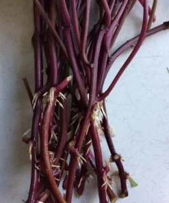 10 Orange Sweet Potato Slips - Organic Cuttings for Growing - Image 3