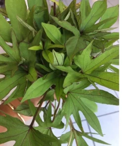 10 Orange Sweet Potato Slips - Organic Cuttings for Growing - Image 6