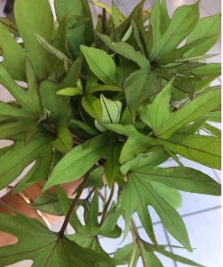 10 Orange Sweet Potato Slips - Organic Cuttings for Growing - Image 7