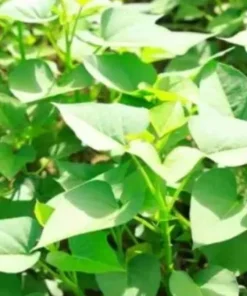 10 Organic Red Japanese Sweet Potato Cuttings - Ready to Plant Slips - Image 3