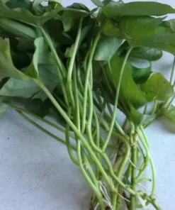 10 Organic Red Japanese Sweet Potato Cuttings - Ready to Plant Slips - Image 4