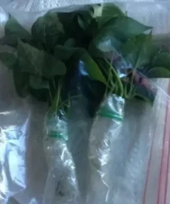 10 Organic Red Japanese Sweet Potato Cuttings - Ready to Plant Slips - Image 6