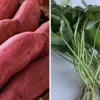10 Organic Red Japanese Sweet Potato Cuttings - Ready to Plant Slips - Image 1
