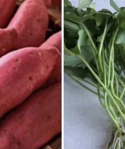 10 Organic Red Japanese Sweet Potato Cuttings - Ready to Plant Slips - Image 1