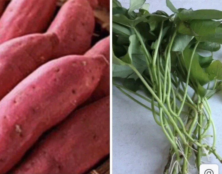 10 Organic Red Japanese Sweet Potato Cuttings - Ready to Plant Slips - Image 1