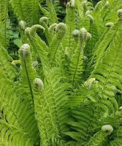 10 Ostrich Fern Bare Root Plants - Matteuccia Struthiopteris Hardy Perennial - Image 4