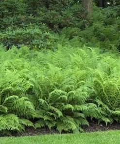 10 Ostrich Fern Bare Root Plants - Matteuccia Struthiopteris Hardy Perennial - Image 6