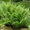 10 Pack Lady Fern Bare Root Live Plants - Athyrium Filix-Femina Woodland Fern - Image 1