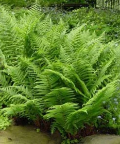 10 Pack Lady Fern Bare Root Live Plants - Athyrium Filix-Femina Woodland Fern - Image 5