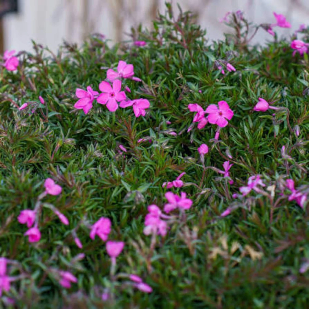 10 Pink Diamond Creeping Phlox Live Plugs - Perennial Ground Cover Plant - Image 3