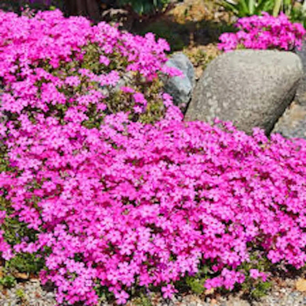 10 Pink Diamond Creeping Phlox Live Plugs - Perennial Ground Cover Plant - Image 4