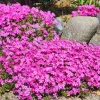 10 Pink Diamond Creeping Phlox Live Plugs - Perennial Ground Cover Plant - Image 1
