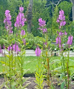 10 Pink Obedient Plant Physostegia Virginiana Perennial Bare Roots Outdoor - Image 2