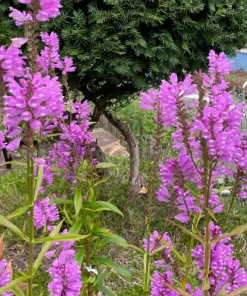 10 Pink Obedient Plant Physostegia Virginiana Perennial Bare Roots Outdoor - Image 3