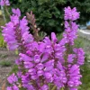 10 Pink Obedient Plant Physostegia Virginiana Perennial Bare Roots Outdoor - Image 1
