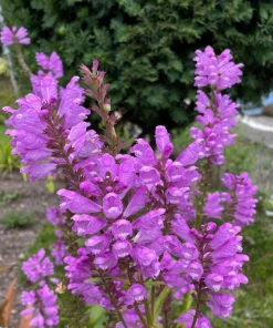 10 Pink Obedient Plant Physostegia Virginiana Perennial Bare Roots Outdoor - Image 1