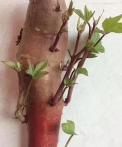 10 Pink Sweet Potato Slips - Live Plant Cuttings from Korea - Image 2