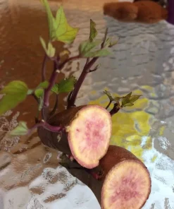 10 Pink Sweet Potato Slips - Live Plant Cuttings from Korea - Image 3