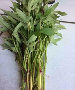 10 Pink Sweet Potato Slips - Live Plant Cuttings from Korea - Image 4