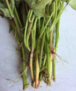 10 Pink Sweet Potato Slips - Live Plant Cuttings from Korea - Image 5