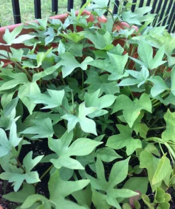 10 Pink Sweet Potato Slips - Live Plant Cuttings from Korea - Image 6