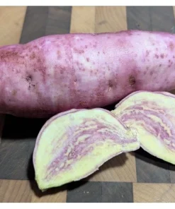 10 Pink Sweet Potato Slips - Live Plant Cuttings from Korea - Image 7