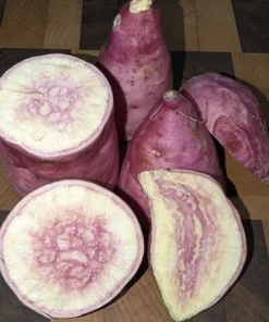 10 Pink Sweet Potato Slips - Live Plant Cuttings from Korea - Image 8