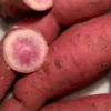 10 Pink Sweet Potato Slips - Live Plant Cuttings from Korea - Image 1