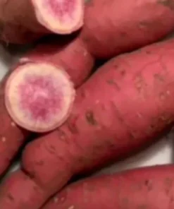 10 Pink Sweet Potato Slips - Live Plant Cuttings from Korea - Image 1