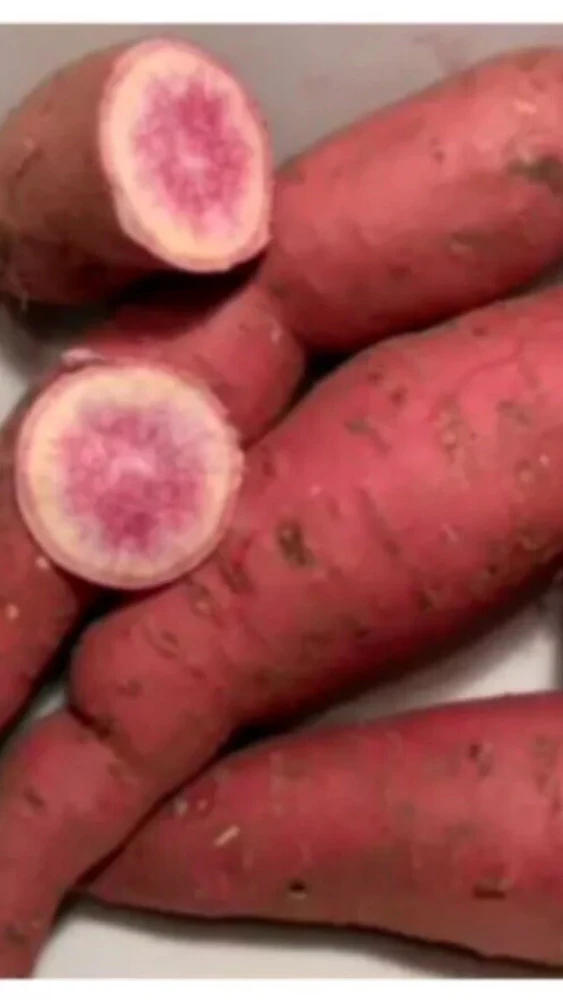10 Pink Sweet Potato Slips - Live Plant Cuttings from Korea - Image 1