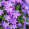 10 Purple Alpine Clematis Alpina Virgin's Bower Flower Vine Seeds - Image 1