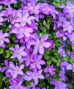 10 Purple Alpine Clematis Alpina Virgin's Bower Flower Vine Seeds - Image 1