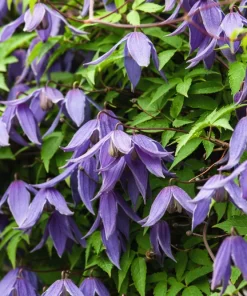 10 Purple Alpine Clematis Alpina Virgin's Bower Flower Vine Seeds - Image 2