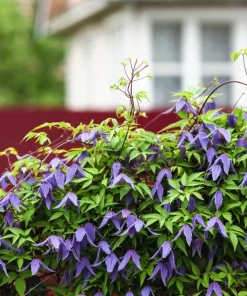 10 Purple Alpine Clematis Alpina Virgin's Bower Flower Vine Seeds - Image 3