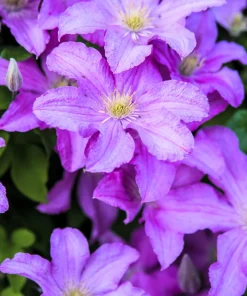 10 Purple Alpine Clematis Alpina Virgin's Bower Flower Vine Seeds - Image 4
