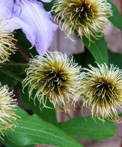 10 Purple Alpine Clematis Alpina Virgin's Bower Flower Vine Seeds - Image 5