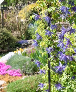 10 Purple Alpine Clematis Alpina Virgin's Bower Flower Vine Seeds - Image 6