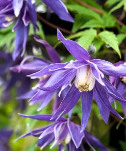 10 Purple Alpine Clematis Alpina Virgin's Bower Flower Vine Seeds - Image 7