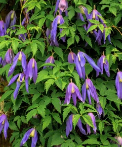 10 Purple Alpine Clematis Alpina Virgin's Bower Flower Vine Seeds - Image 8