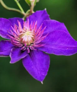 10 Purple Alpine Clematis Alpina Virgin's Bower Flower Vine Seeds - Image 9