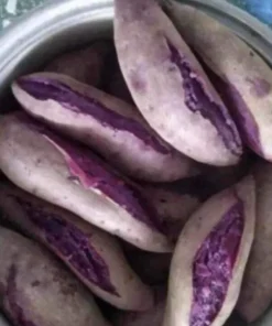 10 Purple Sweet Potato Slips - Live Plant Cuttings for Growing - Image 2