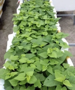 10 Purple Sweet Potato Slips - Live Plant Cuttings for Growing - Image 5
