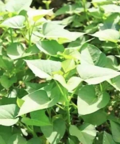 10 Purple Sweet Potato Slips - Live Plant Cuttings for Growing - Image 6